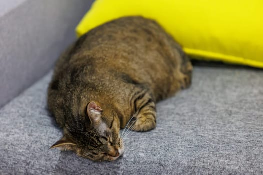 A peaceful close-up of a sleeping tabby cat, capturing its serene and relaxed state on a cozy surface. Perfect for pet lovers and home decor themes.