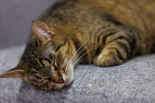 A peaceful close-up of a sleeping tabby cat, capturing its serene and relaxed state on a cozy surface. Perfect for pet lovers and home decor themes.