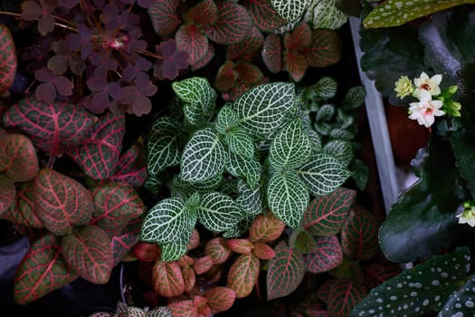 A stunning array of diverse houseplants beautifully showcasing intricate leaf designs and vibrant, rich colors
