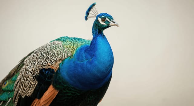 A stunning indian peacock displays its vibrant plumage, showcasing iridescent blues and greens. the intricate feather patterns offer a mesmerizing texture, perfect for nature-themed designs or educational materials.