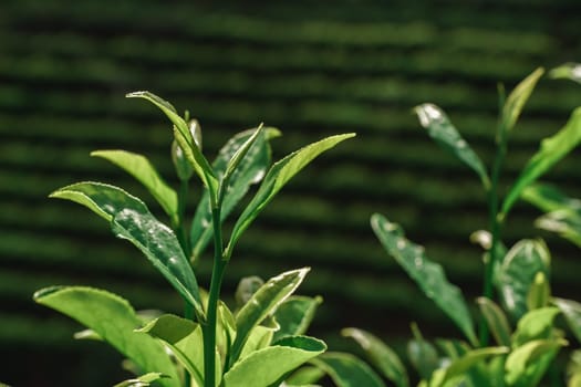 In a vibrant plantation, lush green tea leaves thrive beautifully, greatly enhancing the picturesque landscape scenery