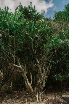 A vibrant cluster of lush green shrubs flourishes beautifully beneath a partly cloudy, serene sky above them