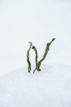 Fresh green shoots bravely breaking through a serene blanket of snow, symbolizing natures resilience and hope