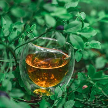 A clear cup of golden tea contrasts with vibrant green foliage, evoking a sense of tranquility and peace