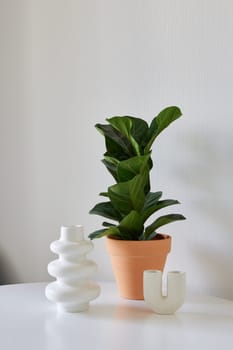 A vibrant indoor plant displayed in a charming terracotta pot, alongside modern vases perfect for trendy decor