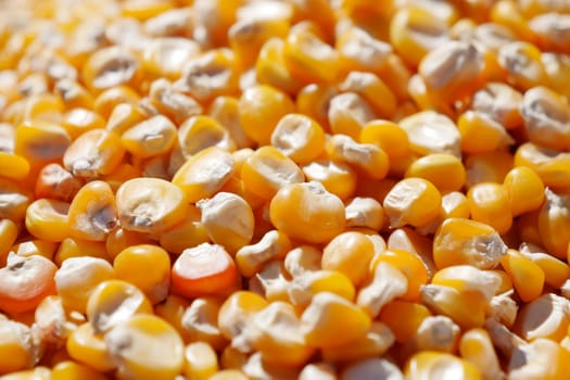 A vibrant pile of yellow corn kernels showcases their texture and beauty used in dishes