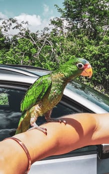 Green parrot on the hand arm in Solferino Lazaro Cardenas in Quintana Roo Mexico.