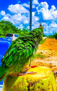 Green parrot on a coconut in Solferino Lazaro Cardenas in Quintana Roo Mexico.