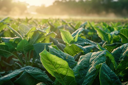 Dew-covered tobacco leaves glisten in the soft glow of early sunlight, evoking a sense of tranquility and natural beauty amidst the quiet expanse of a lush field. the serene morning atmosphere highlights the peacefulness of rural farming life.