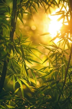 Golden light filters through a tranquil bamboo grove at sunset, creating a serene and peaceful atmosphere. the warm glow enhances the natural beauty, offering a perfect setting for relaxation and reflection amid the lush greenery.