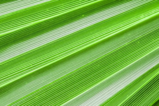 Palm leaf texture for background. Summer holiday and tropical nature concept.