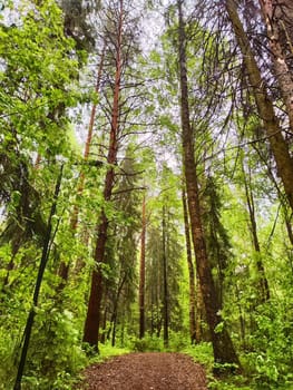 Sunlight filters through the trees, illuminating fresh green foliage in a peaceful forest setting