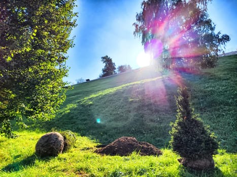 Morning sunlight illuminates a grassy hillside with shrubs and a few scattered boulders.