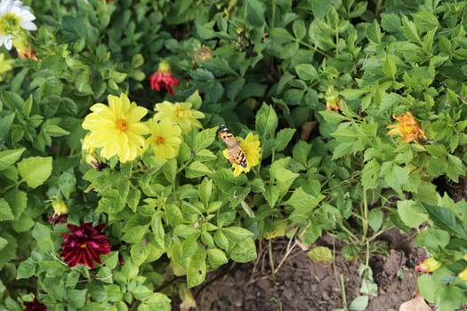 beautiful yellow and red flowers in the garden, botanical view, plant, flora summer autumn nature green leaves background landscape. High quality photo