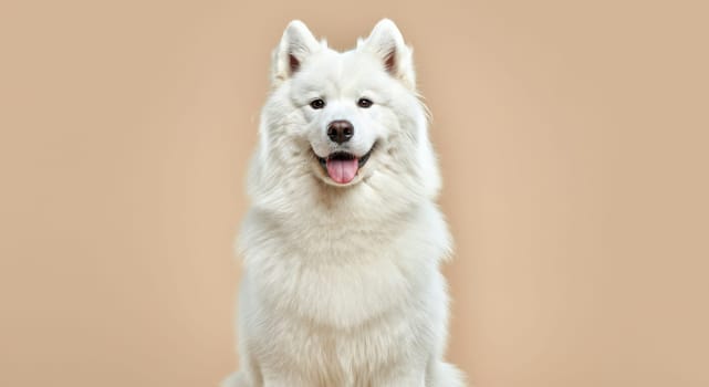 A fluffy white samoyed dog with a joyful expression sits against a neutral backdrop. its thick, soft fur and happy demeanor highlight the breed's friendly and playful nature.