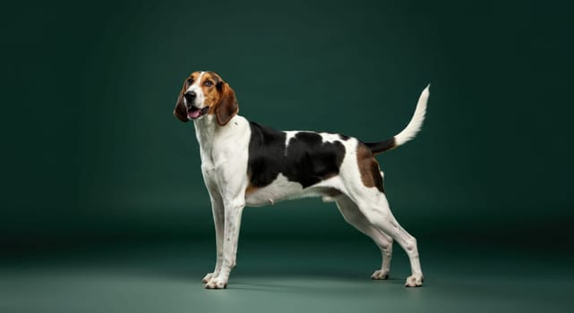 A majestic adult foxhound stands poised against a deep green background, its tricolor coat gleaming. the dog's alert stance and expressive eyes highlight its energetic and friendly nature, embodying agility and spirit.