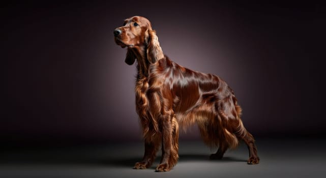 A regal irish setter stands gracefully against a soft gradient background, showcasing its sleek and shiny coat. the studio lighting focuses on the dog's elegant posture, displaying the breed's characteristic long ears and soulful expression.