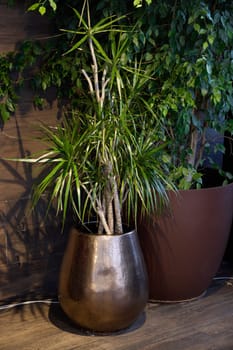 A contemporary indoor setting showcasing a tall and elegant plant in a chic, stylish metallic pot design