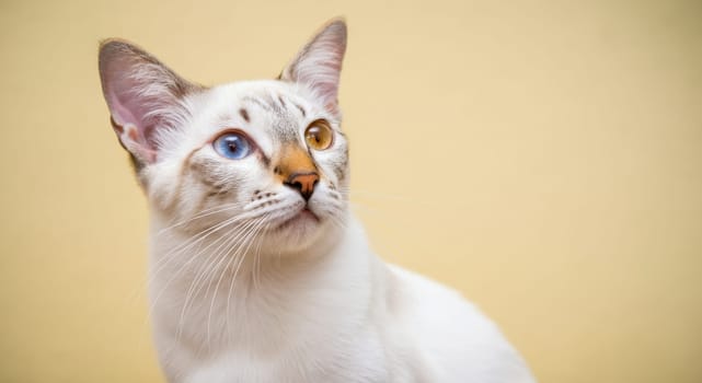 A captivating image of a cat with striking heterochromia, featuring one blue eye and one brown eye. the feline's fur is a blend of white and gray, set against a warm yellow background, its unique features.