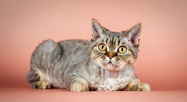 A captivating tabby cat with bright, striking eyes lounges comfortably against a soft peach background. the feline's short, curly coat and alert expression radiate a sense of calm and elegance.