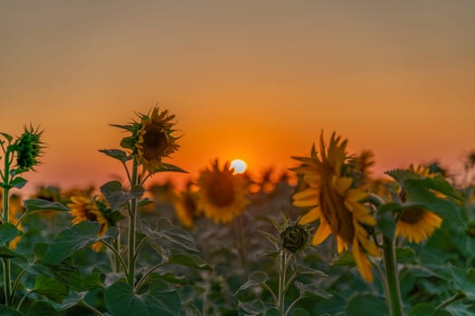 Field sunflowers in the warm light of the setting sun. Summer time. Concept agriculture oil production growing