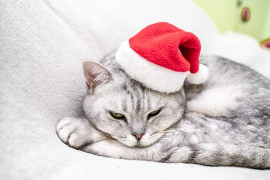Scottish straight Christmas cat in a red santa hat sleeps on a white blanket. Pets, Christmas stories with pets