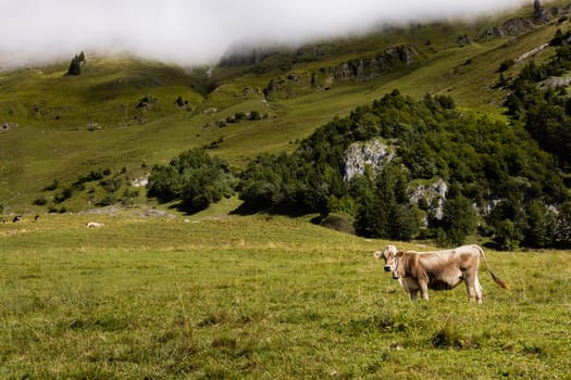 A single, brown Jersey cow stands in a field atop a mountain in alpine pastures. Flicking its tail amongst the backdrop of beautiful grass and foggy clouds, Switzerland.