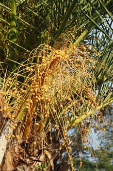 Clusters of ripe, golden date palm fruits are hanging gracefully from the branches above
