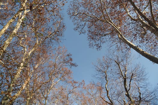 Branches of deciduous trees in the park in spring sunny weather, .
