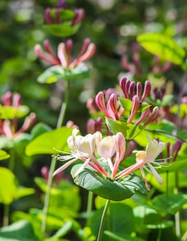Pink Honeysuckle buds and flowers in a sunny garden. Lonicera Etrusca Santi caprifolium, woodbine in bloom. Gardening concept. Floral background