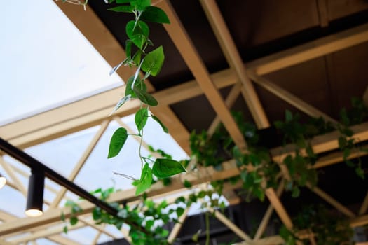 Elegant, lush vines are gracefully draping from a stylish ceiling, beautifully merging nature with modern design