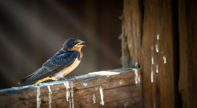 A young swallow bird with dark feathers sits on an aged wooden beam, its beak open as if in song. natural sunlight highlights the textures of the wood and the details of the bird's plumage, evoking a sense of calm.