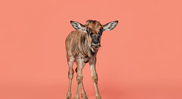 A curious calf stands against a vibrant coral background, showcasing its youthful features and soft brown fur. perfect for creative designs, this image highlights the innocence and charm of a young animal in a minimalistic setting.