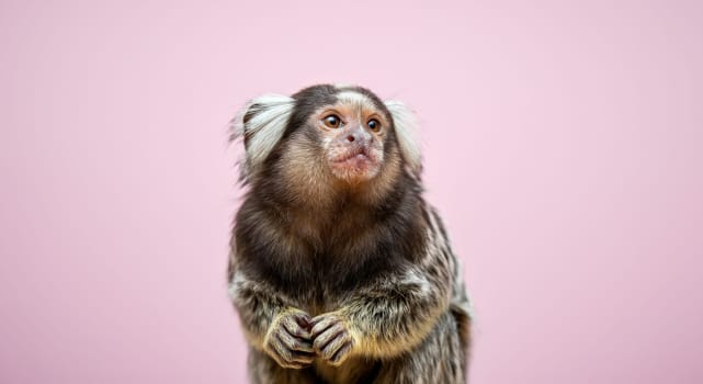 A marmoset monkey with distinctive fur and inquisitive expression against a soft pink background. the scene highlights the unique features of this small primate, ideal for themes related to wildlife and nature.