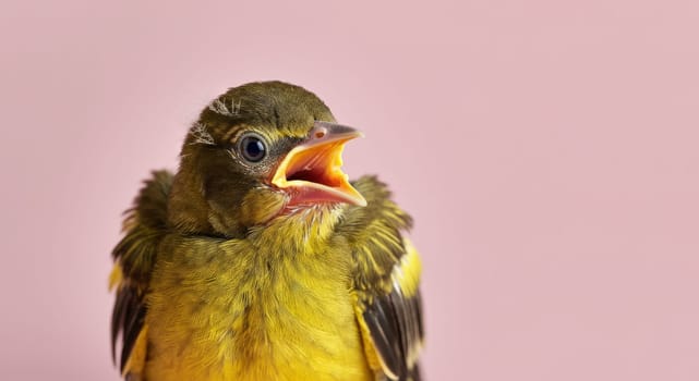 Young yellow songbird with vibrant feathers and open beak perched against a pastel pink backdrop, its lively expression. perfect for nature lovers and wildlife enthusiasts seeking bold and colorful imagery.