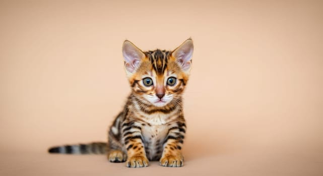A young bengal kitten with distinct spotted and striped fur sits against a soft, neutral backdrop. its bright blue eyes and attentive gaze capture a playful and curious nature, ideal for pet-themed designs or feline appreciation content.