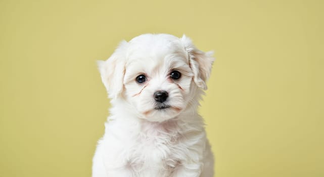 Cute white puppy with fluffy fur poses against a soft yellow backdrop, perfect for pet care advertisements, social media content, and animal-themed designs. captures innocence and charm.
