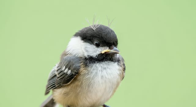 Charming close-up of a chickadee perched delicately. the bird's intricate feather patterns and expressive gaze are set against a soft green backdrop, offering a serene view ideal for nature lovers and educational purposes.