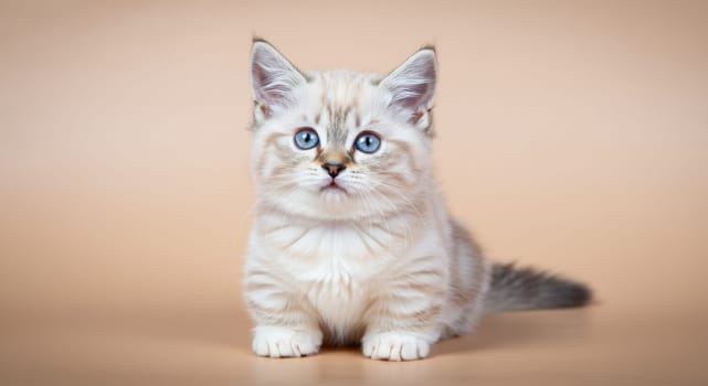Fluffy kitten with striking blue eyes sits attentively on a neutral beige background, its soft, striped fur and playful demeanor. ideal for pet lovers and nature enthusiasts seeking charming feline imagery.