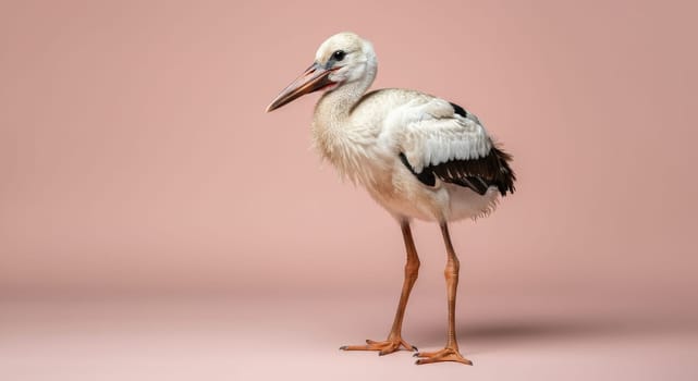Stork standing elegantly against a soft pastel pink background, its delicate feathers and long beak. perfect for nature themes and wildlife appreciation in minimalist designs.