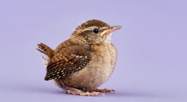 A young wren with distinct brown and white plumage is perched against a soft lavender background. the bird's delicate features and textured feathers stand out, embodying the beauty of wildlife and natural habitats.