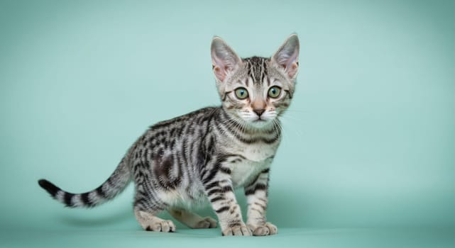 Adorable tabby kitten with striking green eyes stands against a pastel turquoise background. the feline's vivid pattern and attentive gaze create an engaging and charming scene, ideal for pet-themed designs or projects.