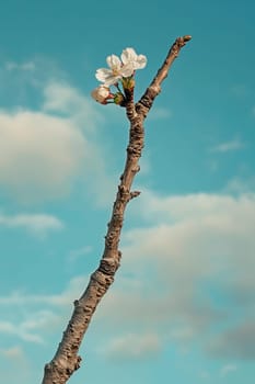 Sakura branch against the sky. Selective focus. Nature.