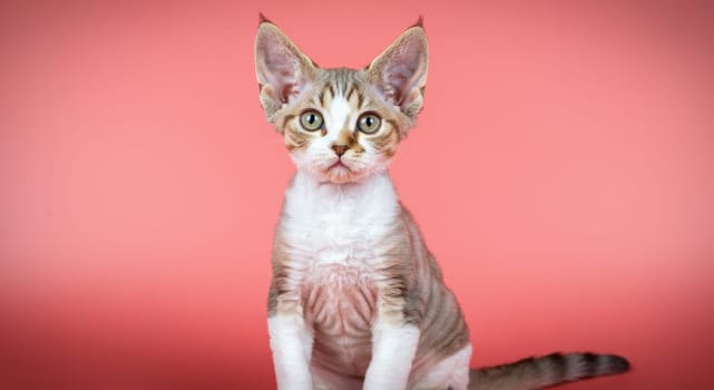 Devon rex kitten with large ears and a unique coat sits against a vibrant pink background. the kitten's expressive eyes and curly fur emphasize its curious and playful nature, ideal for pet-related designs.