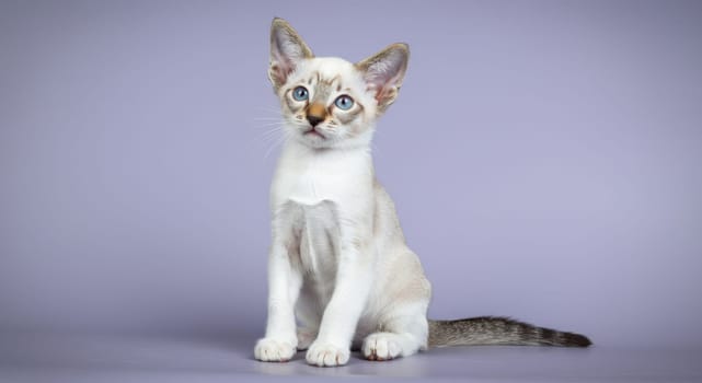 Young siamese kitten with striking blue eyes sits attentively on a smooth lavender surface. the kitten features a creamy coat with distinctive facial markings, exuding curiosity and charm in a serene, minimalist setting.