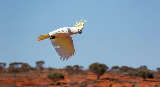 Sulphur-crested cockatoo gracefully flying with vibrant yellow crest against the backdrop of the australian outback. the clear blue sky and sparse eucalyptus trees enhance the natural beauty of this scene.