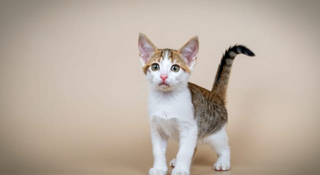 A young tri-color kitten stands alert with bright eyes on a neutral background, showcasing its playful and inquisitive nature. perfect for animal lovers and pet-themed projects, the kitten’s charming and lively expression.