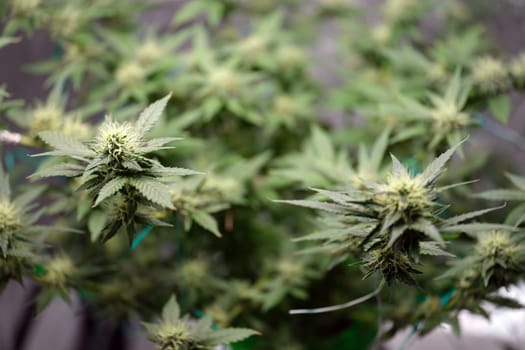 A closeup view of a flourishing cannabis plant, showcasing its vibrant and healthy buds along with lush leaves