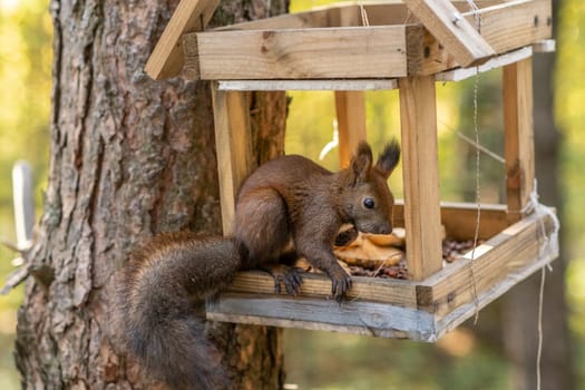 A beautiful red squirrel climbs a tree in search of food. A squirrel sits in a feeder eating nuts and seeds close-up.