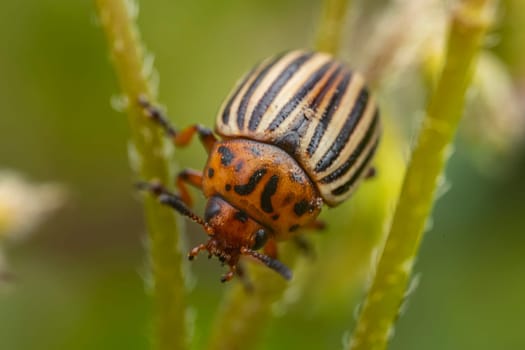 Colorado potato beetle on potato sprouts close-up